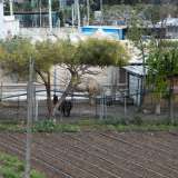 ...c'� un alpaca dal pelo nero che sta cercando qualcosa tra gli alberi